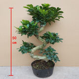 山头林村大型榕树S造型盆景盆栽室内风吹气根客厅植物人参老桩 小S榕树(50cm)