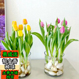花语笙默郁金香种球水培花卉植物室内花四季开花种球盆栽花苗土培水养好活 混色花郁金香种球 5个种球+肥