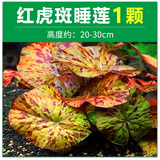 共度（Gong Du）一叶莲浮萍水草水培植物水浮莲鱼缸造景水芙蓉真草水生睡碗莲净水 红虎斑睡莲1颗