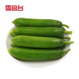 京地达山东荷兰水果黄瓜生鲜蔬菜净含量5斤源头直发包邮