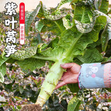 密水农家密云农家 新鲜蔬菜紫叶莴笋 自然熟鲜嫩可口 鲜摘1根约500g