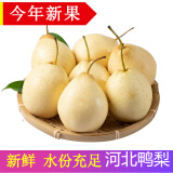 辰实【现货】梨子新鲜 河北鸭梨 当季水果脆甜梨子 大果 2.5kg （大果）