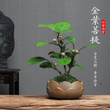 诗甲 小盼菩提绿植盆栽小盆景办公室内客厅阳台禅意花卉节日高档送礼 菩提+莲花盆+底座