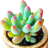 春草碧 多肉植物24款入门多肉盆栽新手多肉办公室内迷你多肉绿植盆栽花卉精品多肉萌宠多肉 乙女心多肉+花瓣盆+土