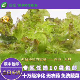 首诚高端蔬菜免洗采摘即食轻食沙拉西餐火锅鲜活首诚植物工厂采摘直发 红叶生菜（10袋）