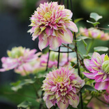 花俊耐寒耐热铁线莲苗爬藤植物庭院花卉盆栽观花室内花 宽瓣皇帝   2年 种根带芽