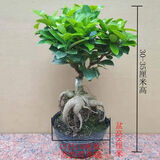 山头林村大型榕树S造型盆景盆栽室内风吹气根客厅植物人参老桩 中小人参榕(30高塑料袋)