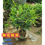 萌妹九里香盆栽花卉植物盆景室内绿植驱蚊四季青七里香带花苞浓香 8年苗(带花苞发) 不含盆