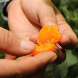 寿禾 盆栽矮生小番茄种子小西红柿食用秋冬季播种家庭阳台种蔬菜 （口感）坂田金丝雀黄果种子10粒