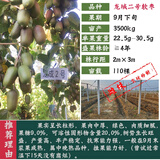 红心猕猴苗桃苗南方北方种植  嫁接苗猕猴桃树果苗 地栽盆栽 爬藤果树苗 龙城二号 软枣猕猴桃4年苗【当年结果】 50cm(含)-60cm(不含)