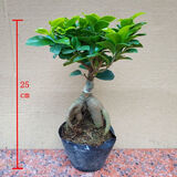 山头林村大型榕树S造型盆景盆栽室内风吹气根客厅植物人参老桩 小人参榕(25cm高)