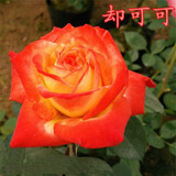 八目尚賞花大花月季花苗绿植嫁接四季好养欧月庭院阳台盆栽花卉好养活 却可可 月季小苗 不含盆