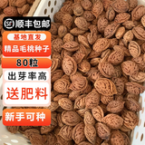 耘淘 毛桃种子新种子 桃树种子 毛桃核种子 春天冬天播种春天出芽 毛桃种子80粒+肥