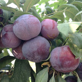 美国黑李苗 黑布林李子苗 黑布朗李 黑布林树苗 布林李苗 5年苗当年结果 111cm(含)-140cm(含)