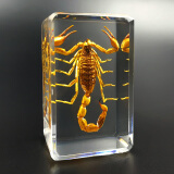 艺馨维尼真实昆虫标本套装透明树脂创意幼儿园教学观察玩具蝎子蜘蛛甲虫 黄色 黄蝎子 其他长方形尺寸  独立