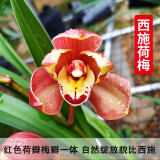 劉閣蘭花兰花苗 新品经典色花荷瓣 江山 冬带花苞出售阳台好养花卉盆栽 西施荷梅3苗连体，带花肥