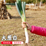 密水农家密云农家 本地自种大葱 切段大葱白 新鲜净蔬菜 净大葱白 300g