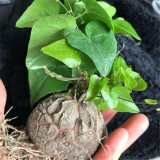 绿之妙多肉摆件南非龟甲龙实生块根绿植植物爬藤绿植盆栽组合修叶发货 4-4.5cm左右裂纹浅 含盆发货