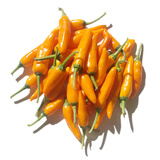 辰实福建永安小黄椒 新鲜黄辣椒 农家魔鬼泡椒小尖椒 5斤