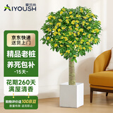 爱优尚老桩桂花树苗四季桂盆栽可食用开花香室内外阳台客厅方源头直发