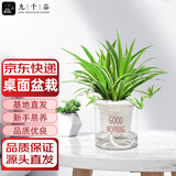 九千谷金边吊兰盆栽绿植吊蓝花卉悬挂垂吊室内客厅植物盆景源头直发