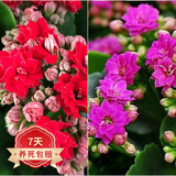 若绿新品长寿花盆栽带花苞重瓣大花植物室内年宵花卉绿植源头直发包邮 红+紫各1盆【带花苞】 含横纹盆