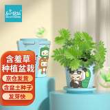 IAM City Farmer含羞草迷你盆栽 儿童diy种植小盆栽套装绿植植物观察幼儿园玩具 