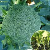 播种心情家庭种植蔬菜种子大全四季播种阳台盆栽农家庭院小菜园有机香菜菠 西兰花种子2包