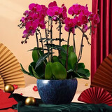 绿韵花田【两小时达】蝴蝶兰盆栽带花苞花剑花盆真花兰花开业乔迁生日礼物 8株大辣椒（瓷盆随机）
