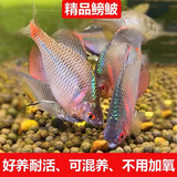 高体鳑鲏鱼观赏鱼冷水鱼原生鱼七彩旁皮鱼旁皮活体小型淡水鱼好养 5-6厘米公母混搭12条包活10条