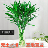 富贵竹水培植物盆栽绿植花卉室内花客厅招财水养转运竹节节高 富贵竹50-60厘米8颗（促销款） 不带花瓶
