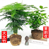 文竹盆景植物 室内绿色盆栽桌面观叶花卉绿植 大文竹+茉莉花 不含盆