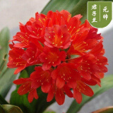 精品君子兰盆栽小苗室内花卉植物好养君子兰花苗绿萝绿植花卉办公室盆栽植物带土发货芗苒 元帅君子兰6-8片叶带土发货 带育苗盆发货