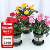 花翁 玫瑰花苗盆栽花卉带花苞绿植微型 红黄粉色+加仑盆3盆源头直发