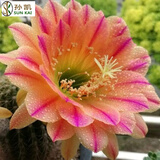仙人球绯花玉开花带花苞仙人掌类多肉绿植物桌面花卉小盆栽 花仙子直径6-8厘米 不含盆