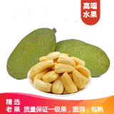 永生厚【顺丰】海南黄肉菠萝蜜新鲜水果热带水果整箱干苞一整个生鲜特产 菠萝蜜黄肉22-25斤