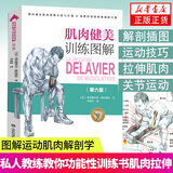 肌肉健美训练图解 德拉威尔 肌肉图解肌肉塑造全书拉伸训练 健身教练书籍 健身书籍