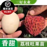 黄忠文广西荔枝树苗无核荔枝苗 妃子笑嫁接荔枝苗木桂味荔枝苗盆栽庭院  3年苗荔枝王（高60-70cm）