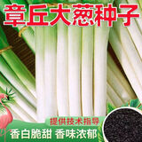 山东章丘大葱种子高产耐寒铁杆苗蔬菜苗子种籽四季春季大葱种子孑 【新种】高品质铁杆大葱 【良种】彩装1包约1288粒+赠