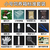 宠以沫宠物白玉蜗牛活体巨型大蜗牛宠物观赏学生科学实验教学小蜗牛套装 小饲养箱标准套装 2只蜗牛