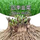 韭菜根四季韭菜头紫红宽叶春季秋季室内盆栽韭菜苗现挖农家蔬菜种 韭菜根500根