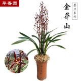 华香园绿植花卉兰花苗浓香墨兰【金华山】办公室内盆栽盆景耐阴植物多肉 金华山5苗 不带花苞 裸根发货