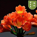 精品君子兰盆栽小苗室内花卉植物好养君子兰花苗绿萝绿植花卉办公室盆栽植物带土发货芗苒 橘红君子兰6-8片叶带土发货 带育苗盆发货