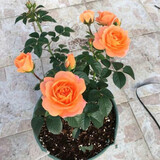 护花侬【带花包发货】欧月果汁阳台室内观花植物花卉盆栽四季开花月季 小苗带花苞10-20cm