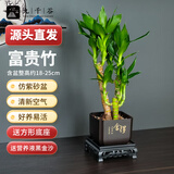 九千谷富贵竹盆栽植物花卉办公室桌面懒人小盆景四季常青源头直发