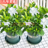 雅卉 栀子花带花苞水培花叶络石植物水培花卉盆栽文竹观花好养的花 两盆装加仑盆+160栀子花 含盆