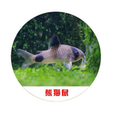 卡奇鱼 工具鱼 鼠鱼  异形鱼 垃圾鱼 底栖鱼 观赏鱼 清缸除藻胡子帆蛇仔 熊猫鼠鱼3条（1.8-2.3cm）