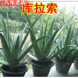 雅卉（YAHUI）盆栽苗含盆不夜城 库拉索芦荟盆 库拉索6年苗 不含盆