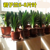 精品君子兰盆栽小苗室内花卉植物好养君子兰花苗绿萝绿植花卉办公室盆栽植物带土发货芗苒 君子兰9-11片叶（品种下单备注） 带育苗盆发货