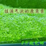 森渊（SENYUAN） 鱼缸前景草水草活体趴地爬地矮珍珠挖耳牛毛毡迷你矮天湖葵 鹿角苔7.5cm两片